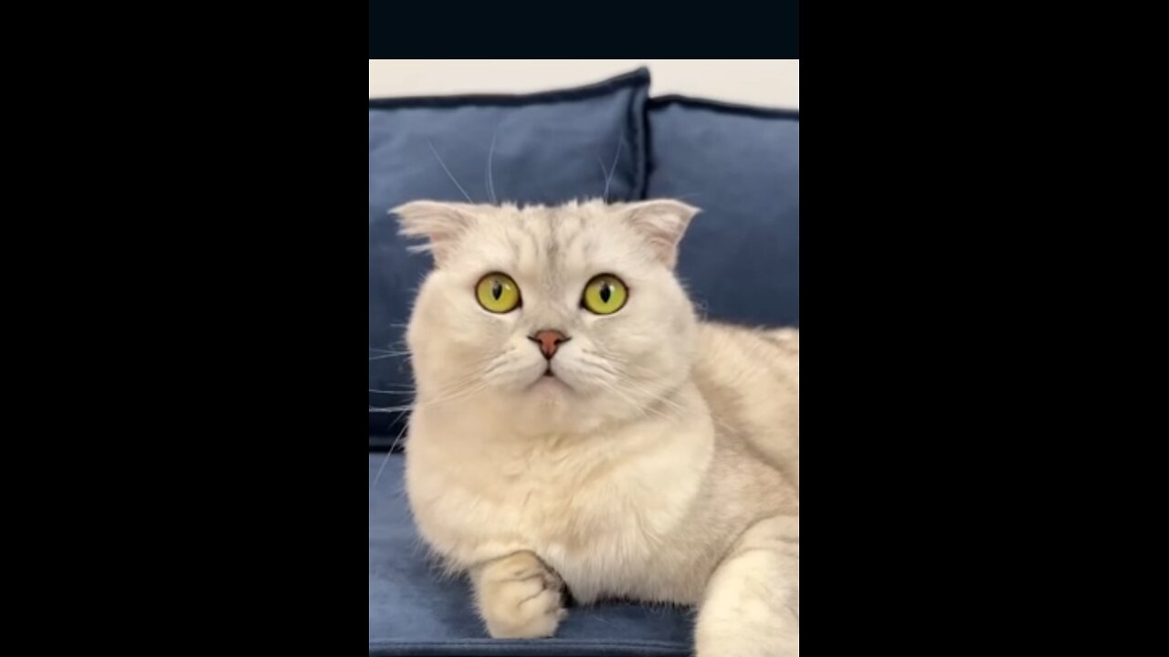 Cute Cat 😺😺😺😺