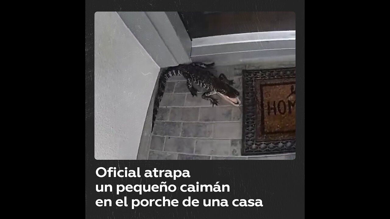 Policía captura un pequeño caimán con sus propias manos en EE.UU.
