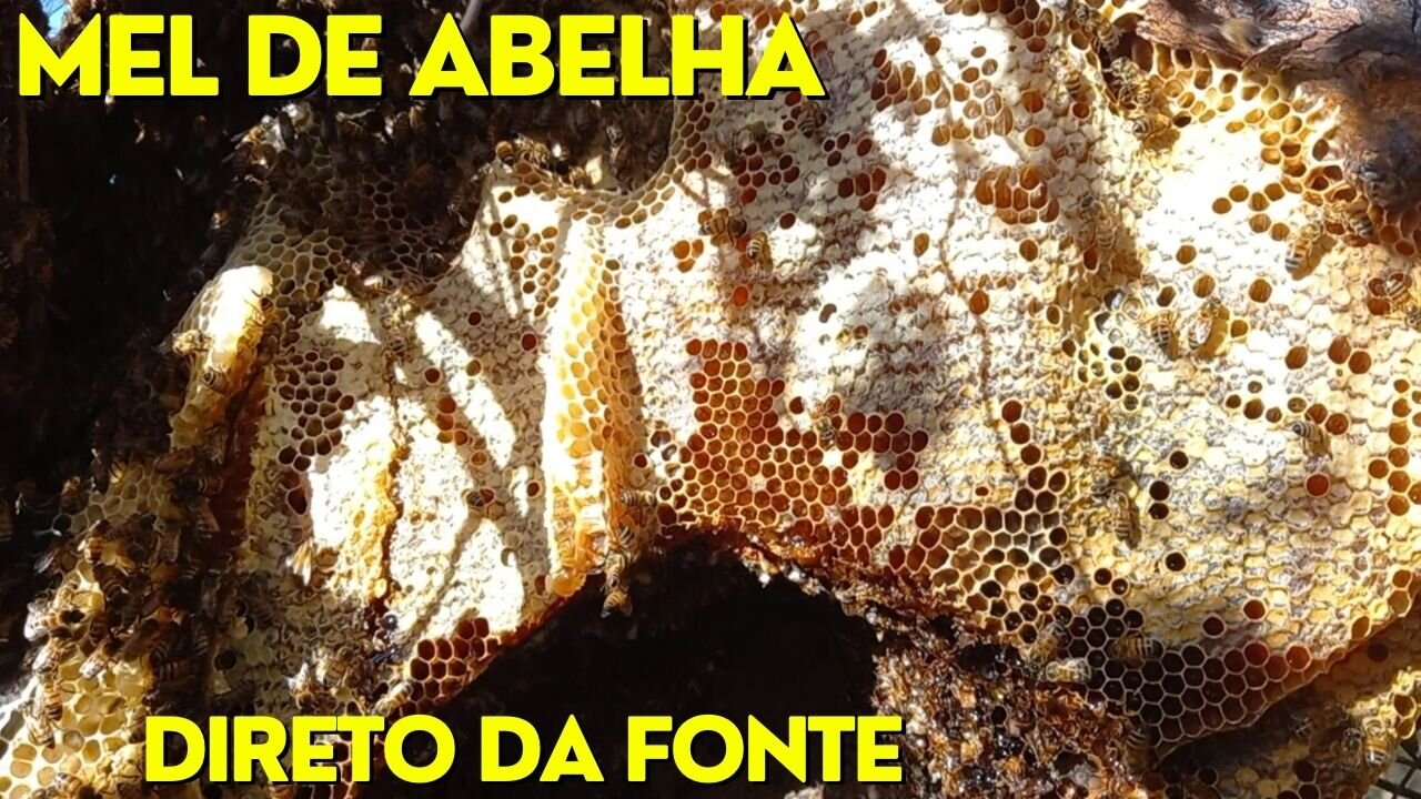 MEL DE ABELHA DIRETO DA NATUREZA | RAIZES DO REI | BRASIL BR