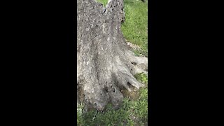Timber