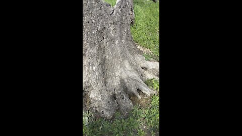 Timber
