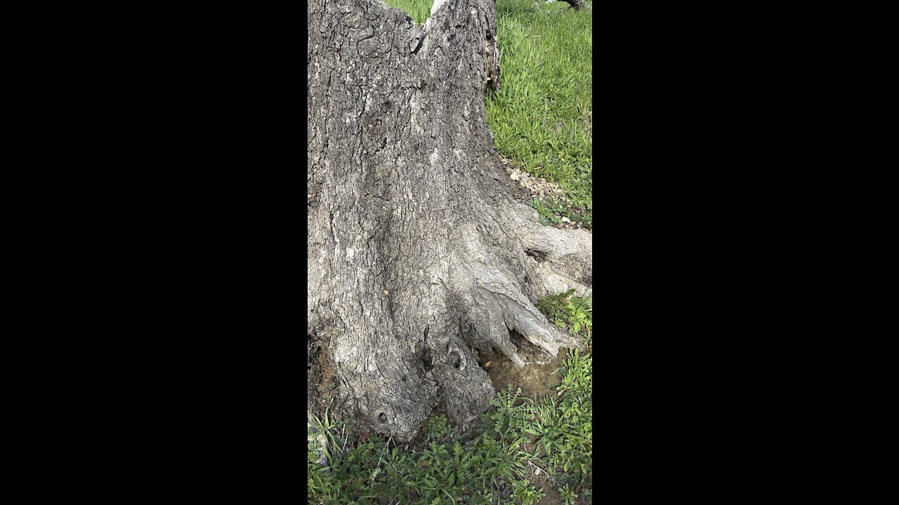 Timber