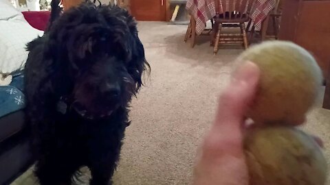 Dog gets both tennis balls