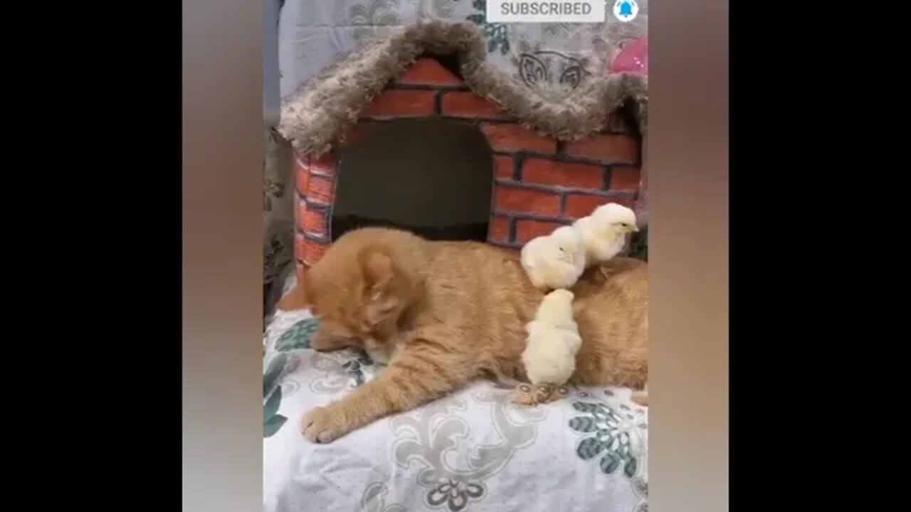 funny cat videos | cute cat videos| cute animals funny cats #shorts #shortsfunny #cutecat #funnycat