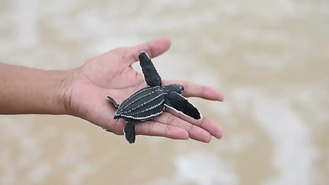 Dermochelys coriacea