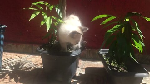 Tom e manda chuva brincando nas plantas da vovó 👵