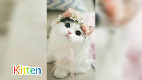 Time to relax//vedio of Funny cats and kittens for a good mood 😍