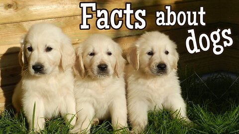 Dog Facts for Kids