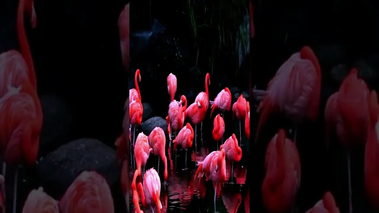 Flamingos rest and feed, animals, wildlife, nature, flamingos, feeding,(animals), birds #shorts