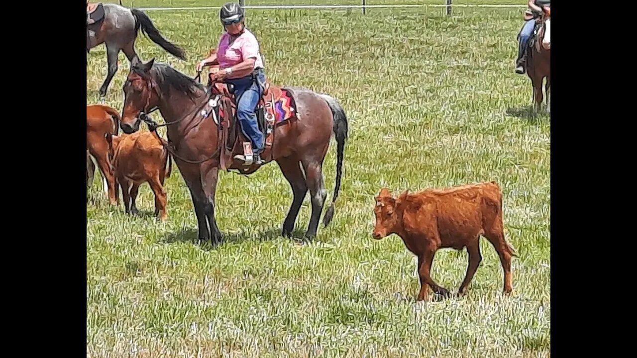 Cattle Driving Weekend in SC part 2