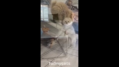 funny cats