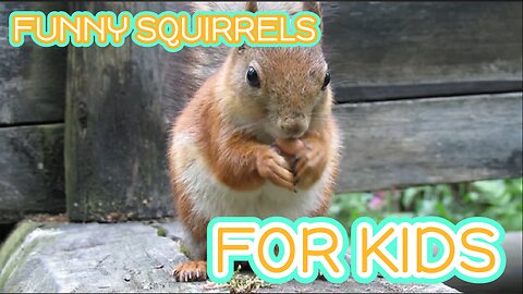 Funny Squirrels for kids - lovely Squirrels for children