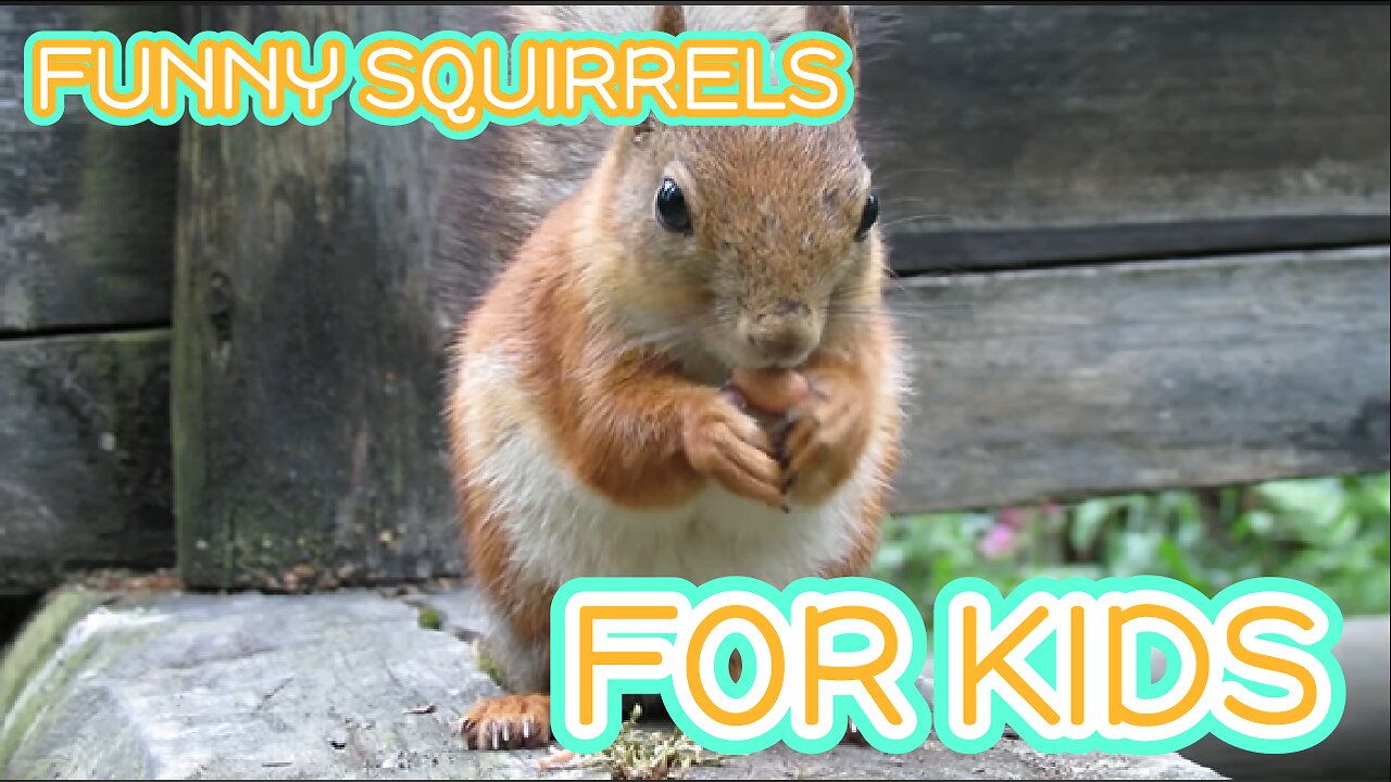 Funny Squirrels for kids - lovely Squirrels for children