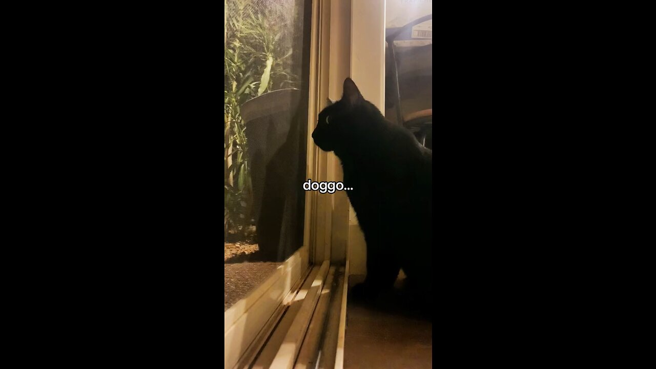 big concern 🐈⬛