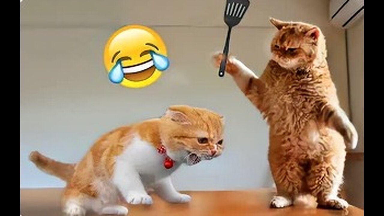 Laughing with Paws: Funny Dogs and Cats Video Montage.....!!!!!!!!!