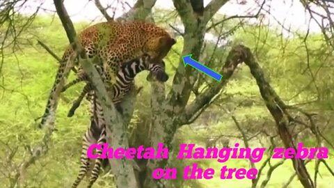 Cheetah killed zebra and Hanging on the Tree 2022 🌴@Jaiden Animations