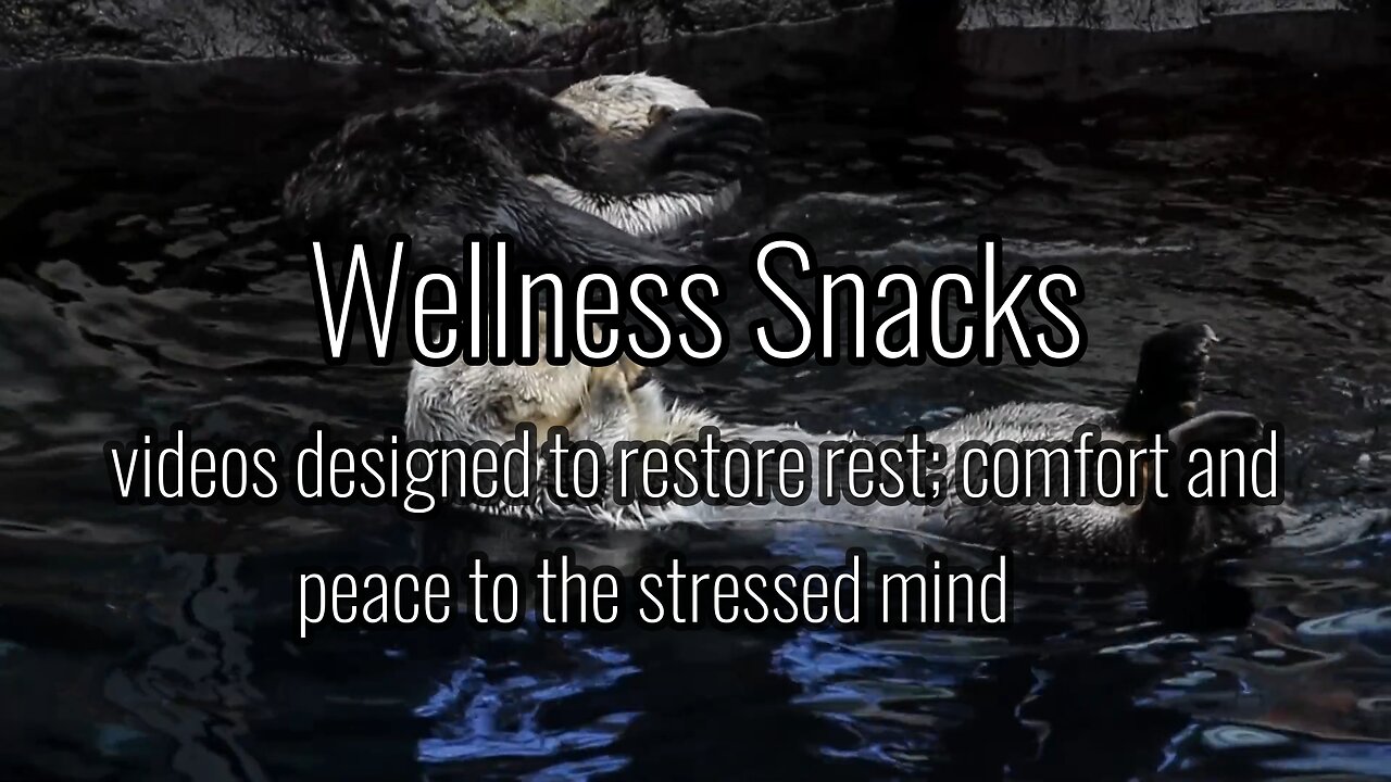 Wellness Snack - Very Cute Animals!