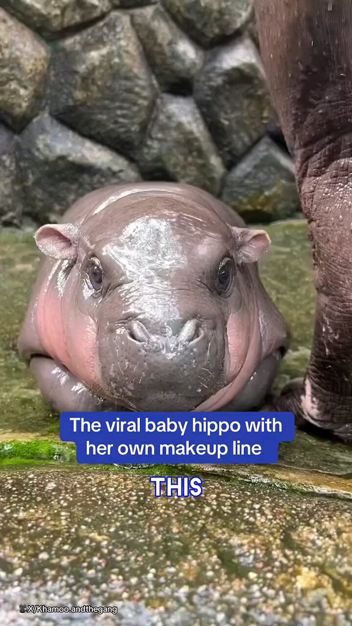 Moo Deng is the latest viral sensation achieving celebrity status in ...