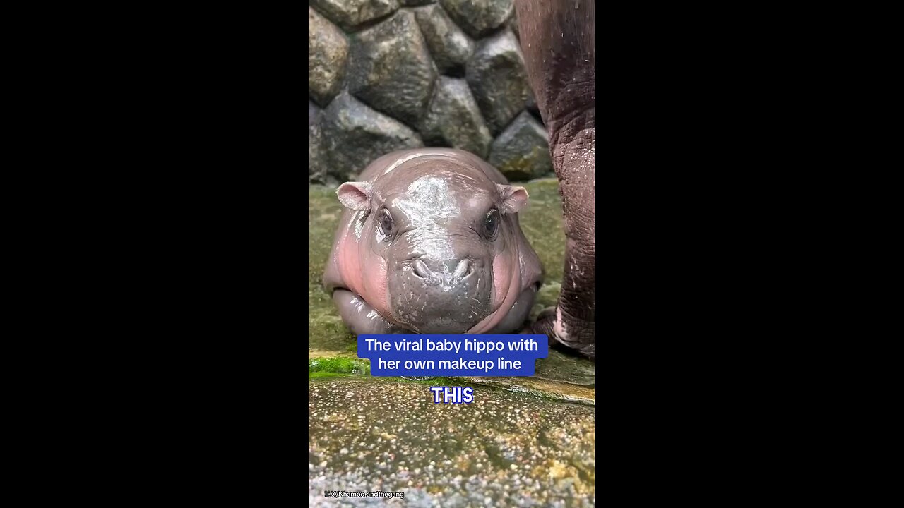 Moo Deng is the latest viral sensation achieving celebrity status in Thailand. The baby hippo has b