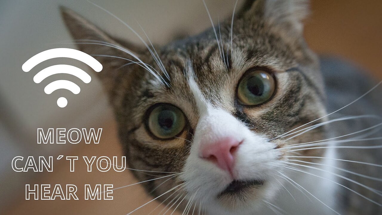 MEOW CAN´T YOU HEAR ME
