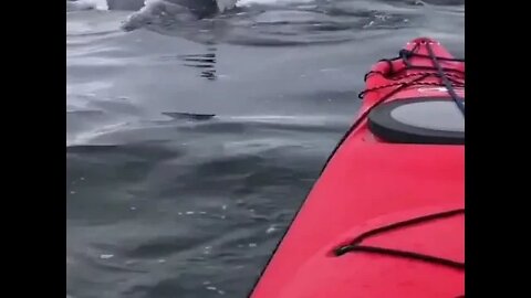 Whales of Antarctica feeding humpback that came close to our kayaks in the gerlache straight.