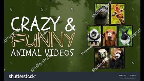 Funny Viral Animal Videos 2023