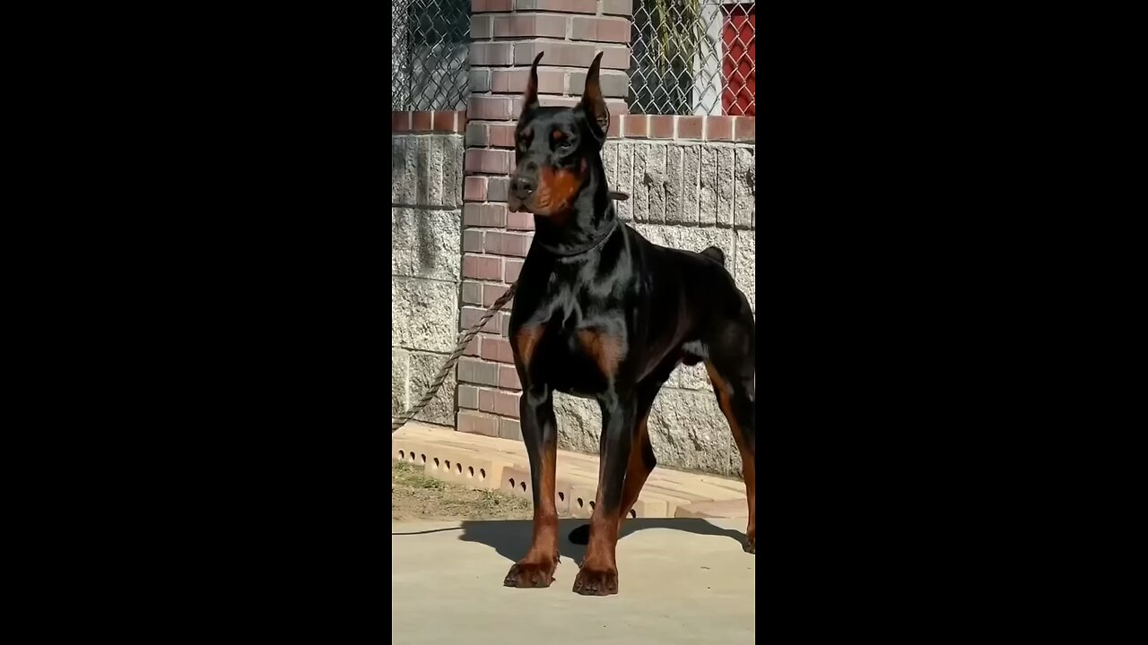 Venom the Doberman