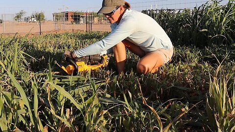 Seeing Green in the Desert | Moringa Update!