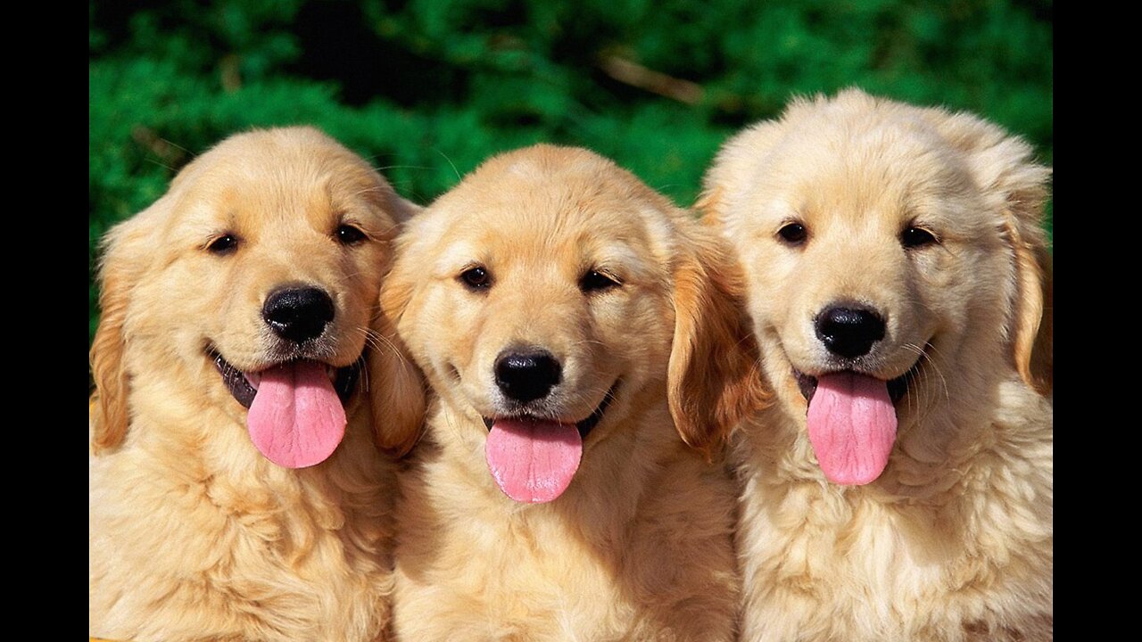 Amazing Animals