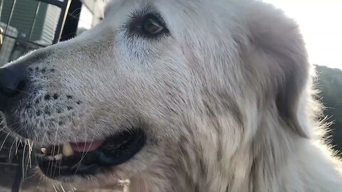 Review of Stella the rescue maremma. Doing very well