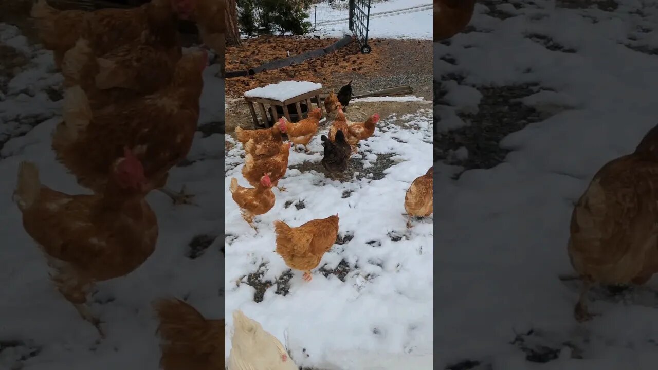 The chickens don't care for the snow..#homesteading #homestead #snow #farmlife #chickens