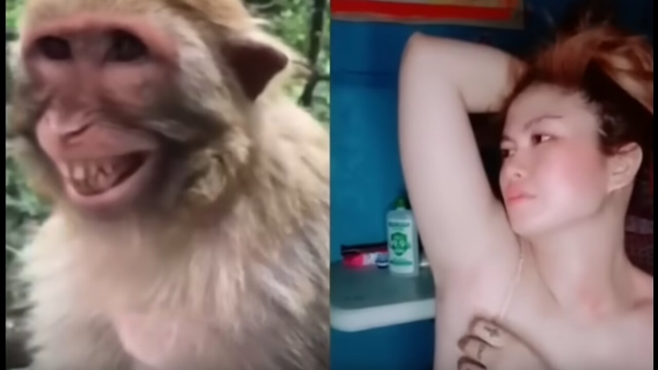 Troll Prank Dog Funny & fake Lion and Fake Tiger Prank To dog & Huge Box Prank to dog