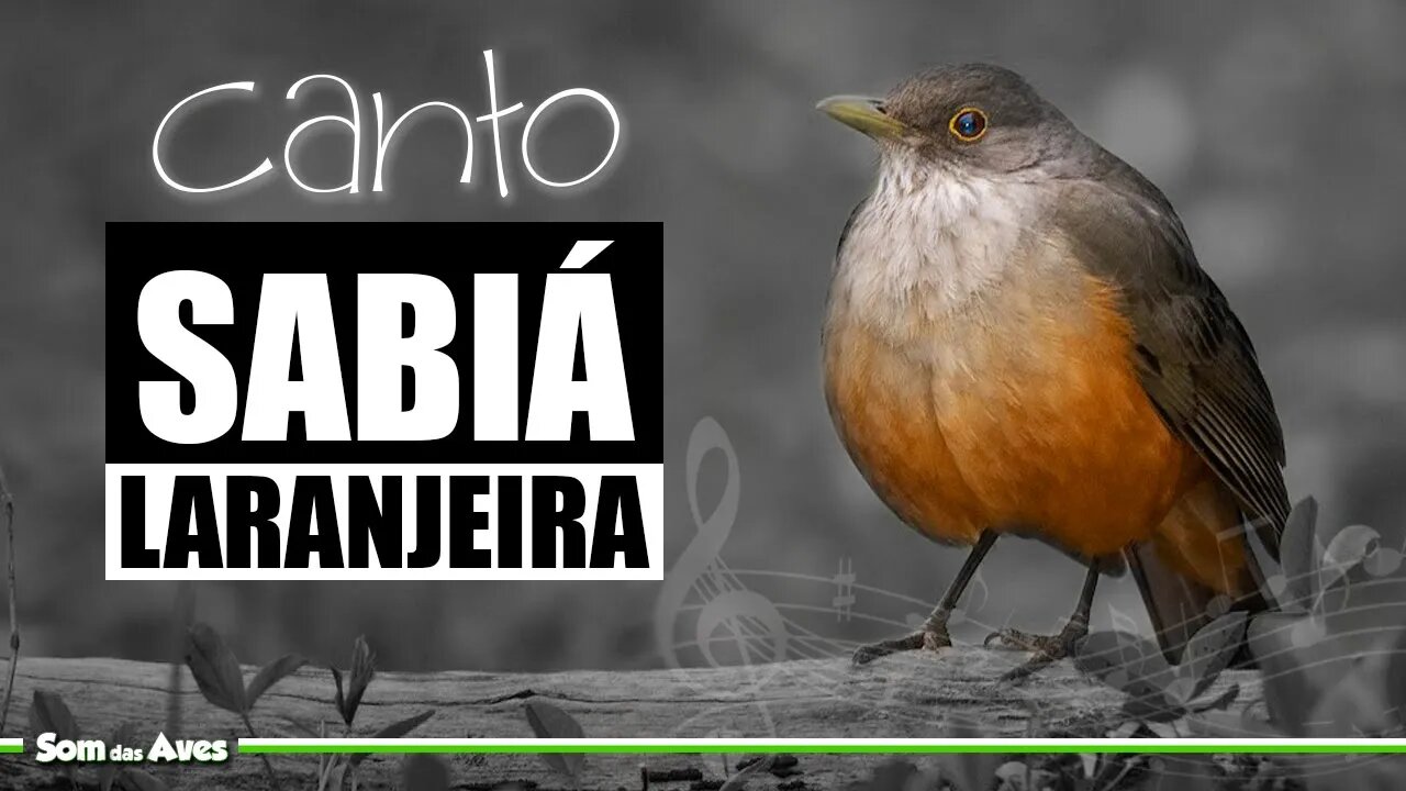 🎼Belíssimo Canto Flauteado da SABIÁ LARANJEIRA💚