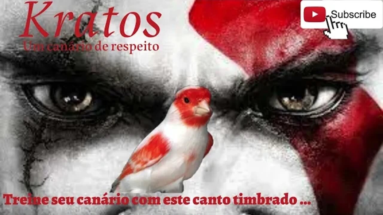 K.R.A.T.O.S. um canário de respeito - canto longo timbrado