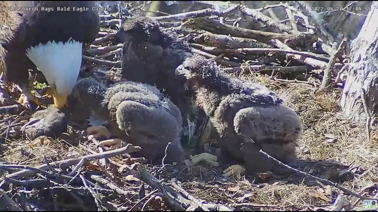 Hays Bald Eagles Dad feeds a rat to hungry eaglets H16 H17 H18 2022 04 20 17 05 42 116