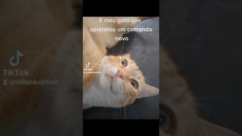 O GATO DO HEXA- #shorts #humor #tiktok #futebol #trend #gatos #besteira #tentenãorir