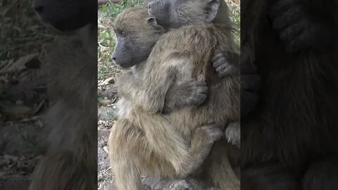 Rare Footage of Baboons Hugging Each Other!🤔#shorts #safari #travel #travelling