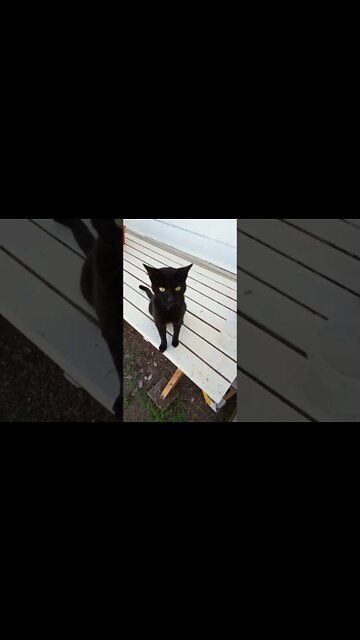 Black cat smooching, and dribbling