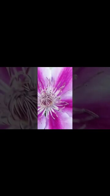 #astralplane Ani🌼🌸🌻🌹🏵