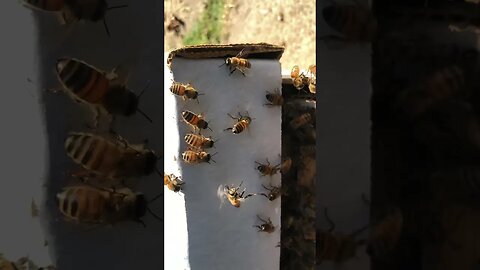 Swarm fanning and bringing rest of the group into the Nuc box.