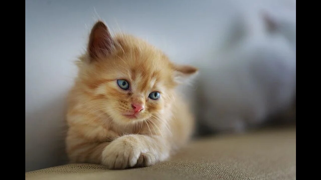 Cute cat