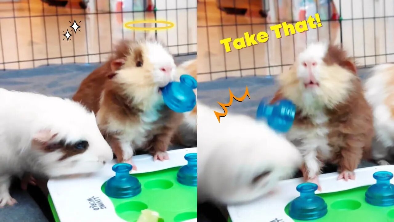 Guinea Pigs Fighting for 5 Minutes Straight