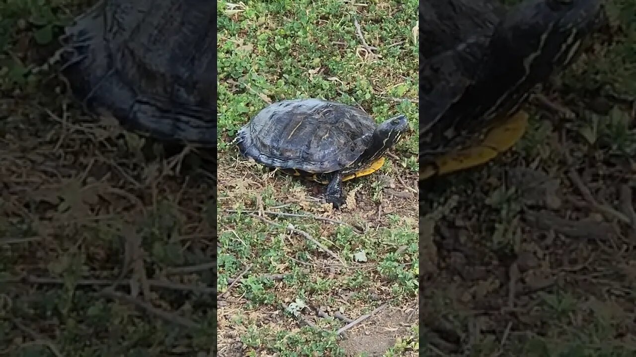 Painted Turtle