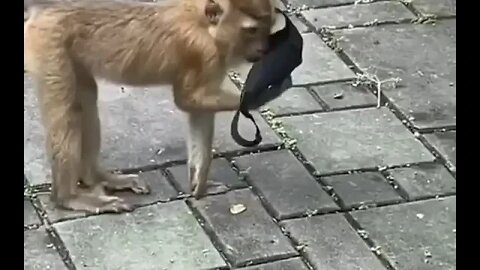 [ MEME ] ATE O MACACO TA USANDO MASCARA [ VIRAL ] COLOCA A MASCARA POR GENTILEZA SENHOR [ MASK ]