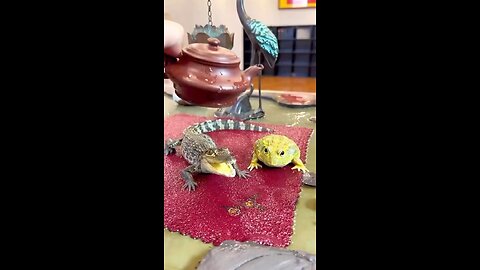 🐊🐸
