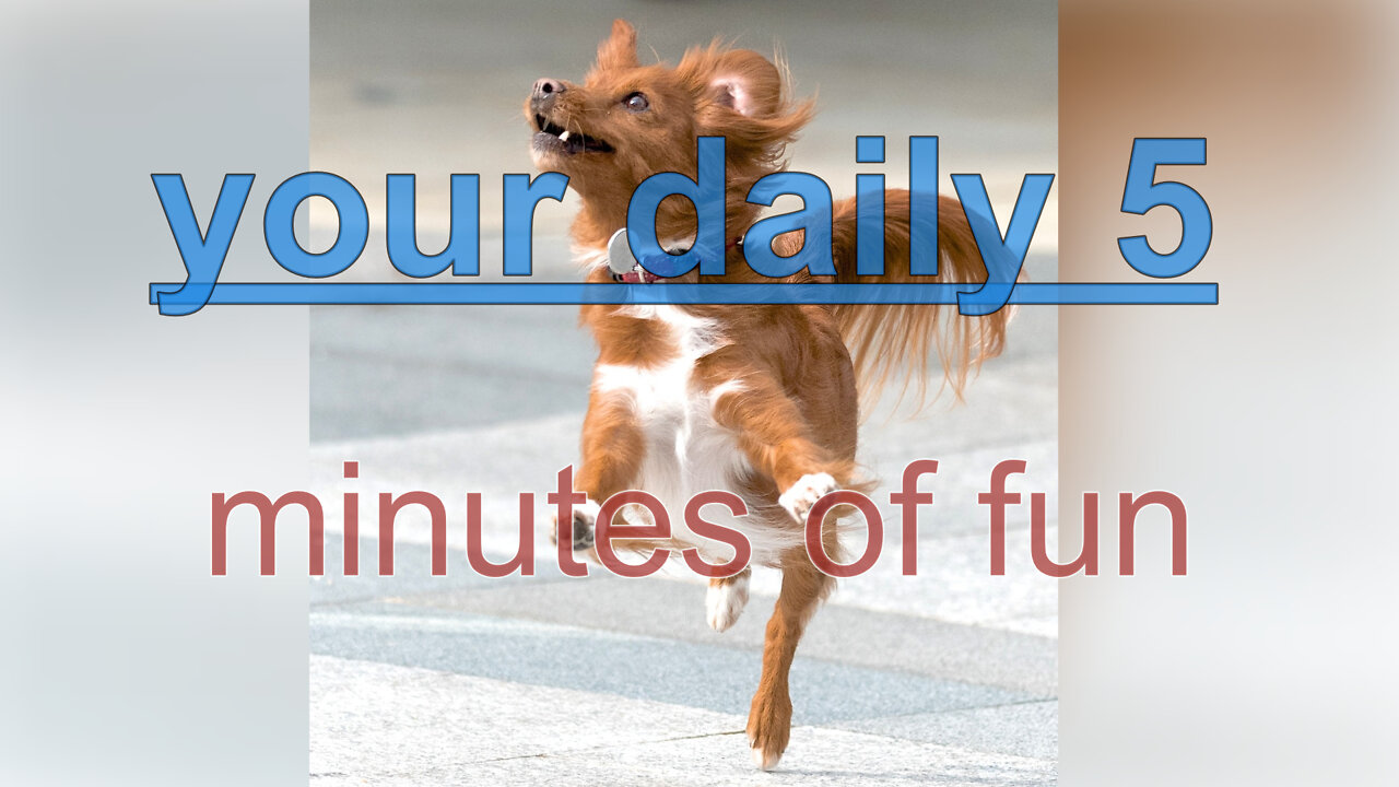 your daily 5 - minutes of fun (animals)