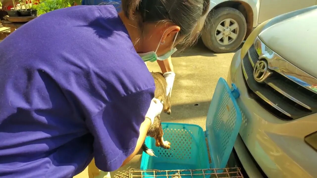 Getting Your Dog Vaccinated in Thailand. 3 Shots, 7 dollars a Shot.