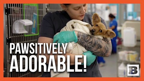 Heartwarming Rescue: San Diego Humane Society Saves Stranded Puppies