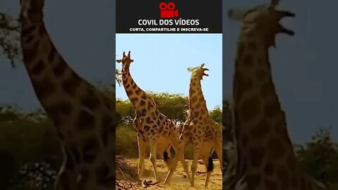 aposto que você nunca viu uma briga de girafas 😮😮😮