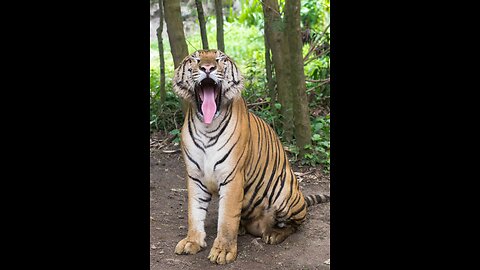 Tiger in river